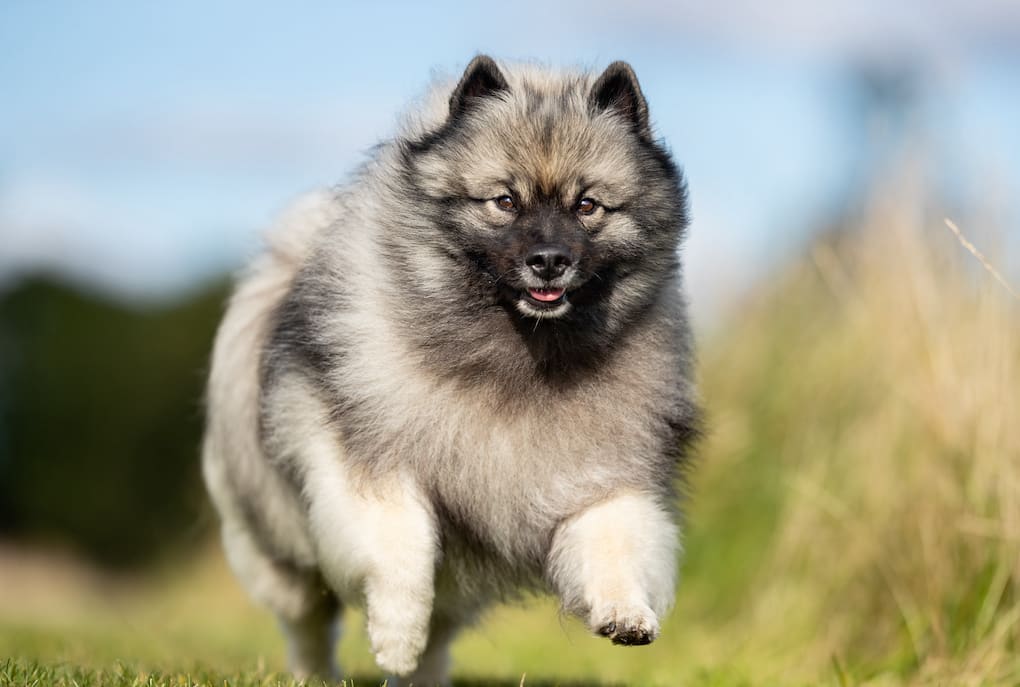A Keeshond dog runs through a field outside.
